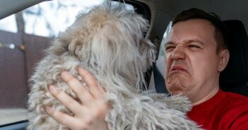 Hund hat Mundgeruch: was tun? (Foto: AdobeStock - 545158763 sommersby)