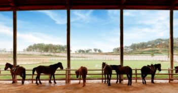 Der Einstellvertrag für den Offenstall