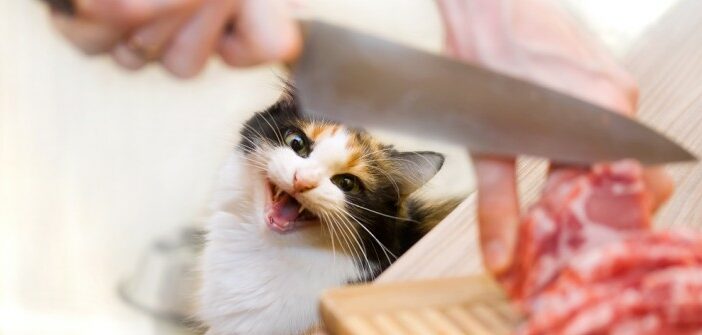 Katzenfutter selber machen