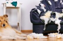 Versicherungen für Hunde