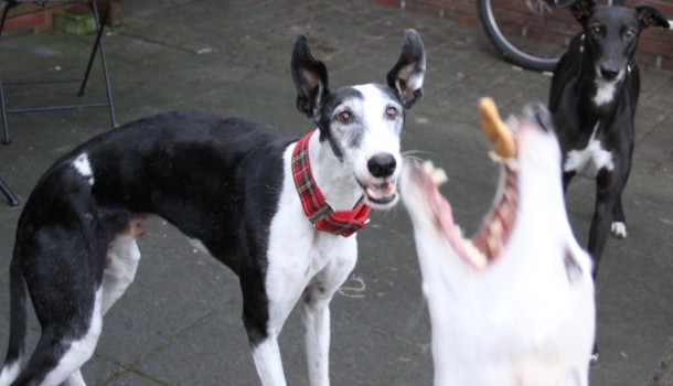 Bild 3: Die Verzweiflung steht in den Augen der anderen wenn ein Hund den Keks schnappt.