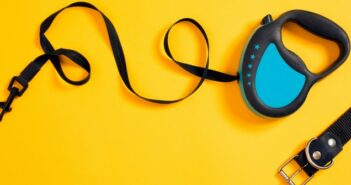 Hundeleine: Führleine, Kurzführer oder Schleppleine?