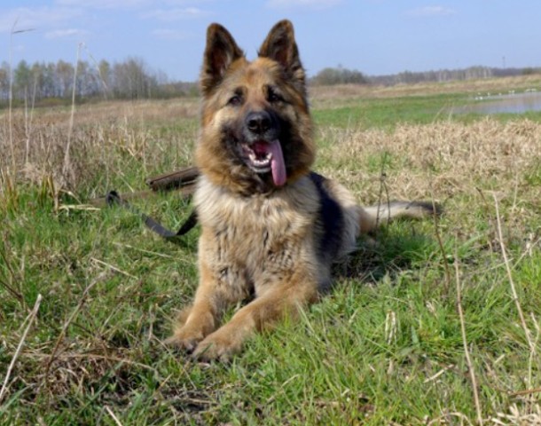 Bild D: Der deutsche Schäferhund ist seit jeher sehr beliebt.