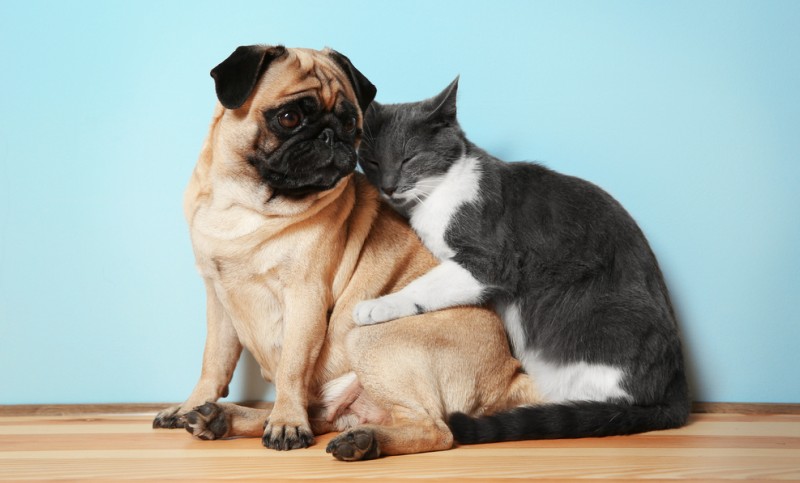 Charakterlich sind Möpse hervorragende Familienhunde und sie vertragen sich auch gut mit anderen Tieren. (#1)