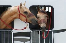 Pferdeanhänger: Haftpflicht und Teilkasko im Versicherungsschutz enthalten?