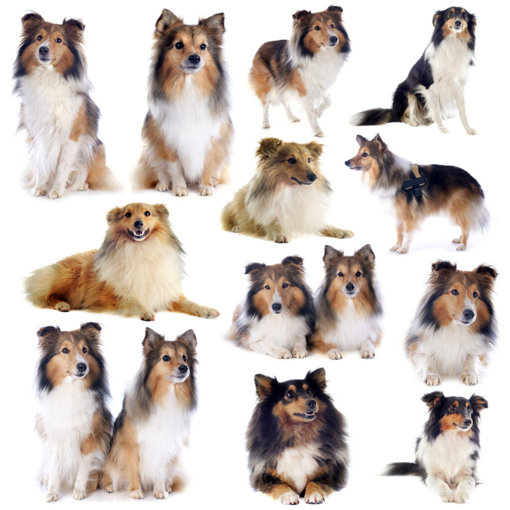 Der Shetland Sheepdog (auch Sheltie) ist ein temperamentvoller und schlauer kleiner Hund. (#05)