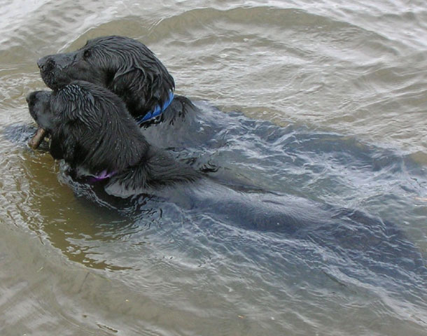 Der Flat-Coated Retriever bei seiner Lieblingsbeschäftigung.