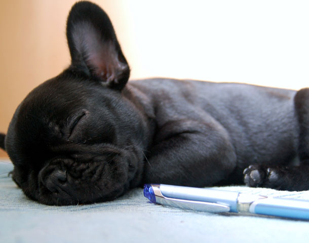 Ein süßer Französische Bulldogge Welpe.