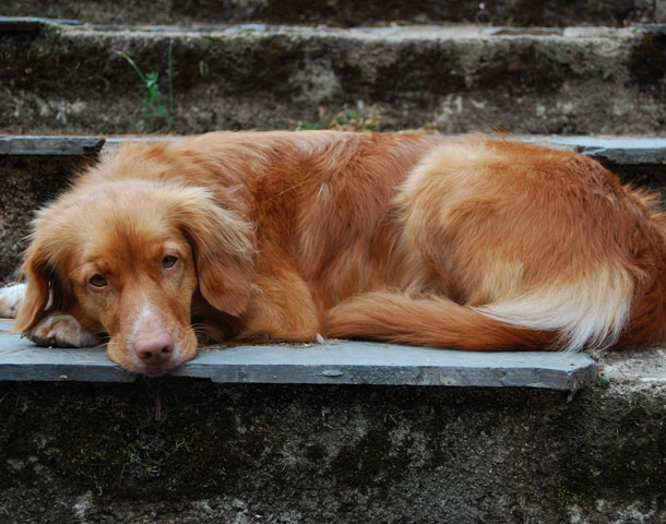 Der Nova-Scotia-Duck-Tolling-Retriever – kleinster Retriever mit dem längsten Namen