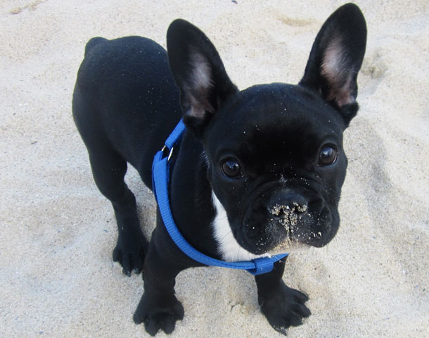 Bewegung ist das A und O, um einen gesunden Bully aufzuziehen.