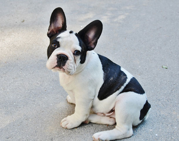 Typisch sind die hoch aufstehenden Ohren und der kompakte Kopf und Körper.