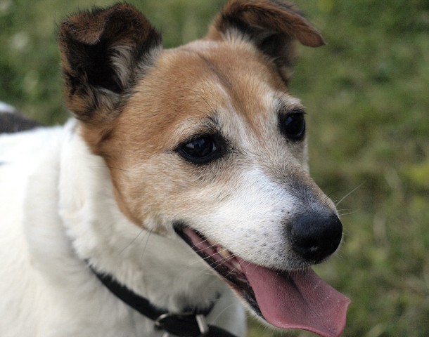 Bild 3: Jack Russel Terrier können ein sehr hohes Alter erreichen.