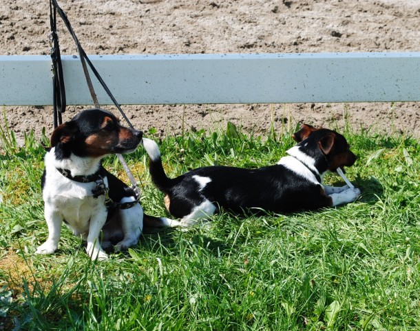Bild 2: Jack Russel Terrier Mischlinge sind sehr häufig zu finden.