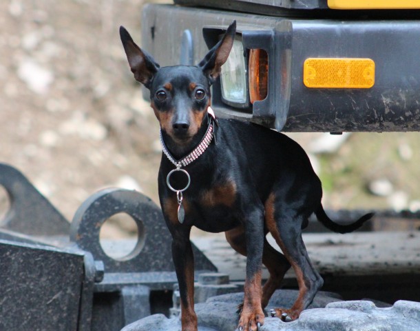 Bild 2: Der Pinscher – immer wachsam und aufmerksam.