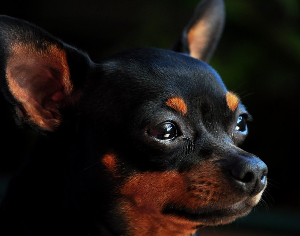 Der Zwergpinscher ist optisch ein Deutscher Pinscher in Kleinausgabe und eine Miniaturausführung des Dobermannes.