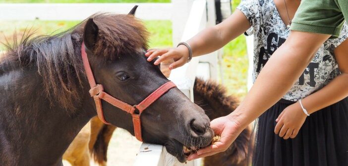 Pferdemüsli, Pferdefutter & Co.: die 11 wichtigsten Tipps zur Pferdeernährung