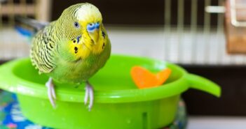 Wellensittich: 10 Tipps zur Haltung & Pflege von Wellensittichen