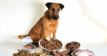 Wie Hundefutter umstellen?
