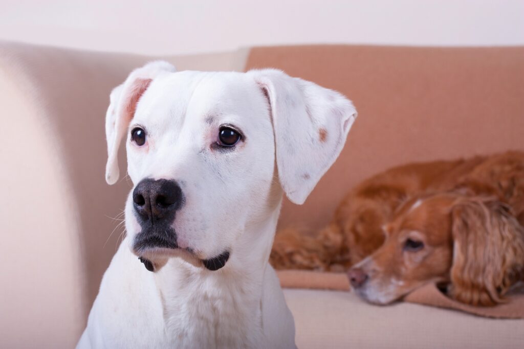 Statt ein zwei treue Begleiter