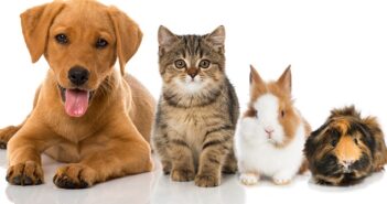 Haustiere: Welches Haustier passt zu mir?