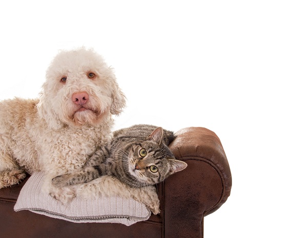 Hund und Katze: So werden sie Freunde fürs Leben!