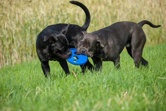 Rassehunde: Vorüberlegungen zum Kauf #1
