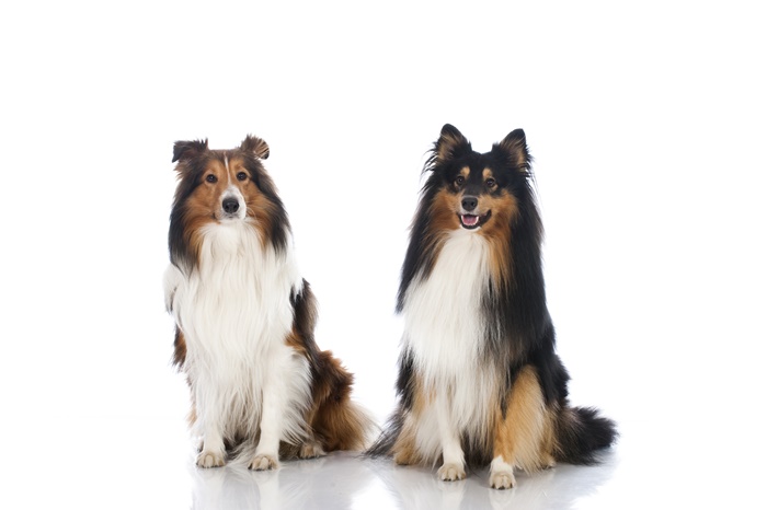 Rassehunde: Vorüberlegungen zum Kauf #2