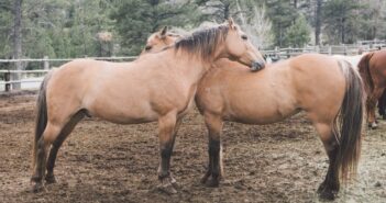 SOS-Pferdehilfe: Pferde (wieder) glücklich machen