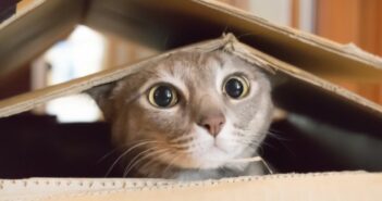 Katzen: 10 Spiele für drinnen