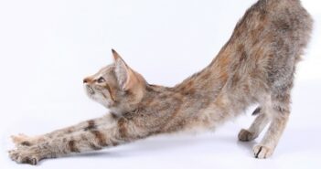 Wenn die Katze rollig ist: Die Rolligkeit bei Katzen