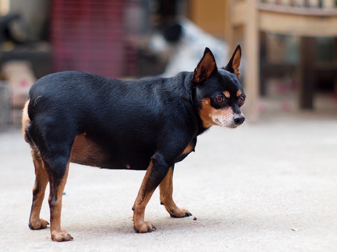 Übergewicht erkennt man daran, dass der Hund mehr Fett angesetzt hat und die Rippen sich nicht mehr gut erfühlen lassen. (#02)