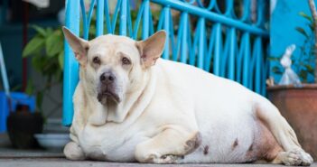 Übergewicht beim Hund: Ab wann muss der Hund abnehmen?