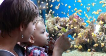 Aquarienfische in Hamburg – die pflegeleichten Haustiere