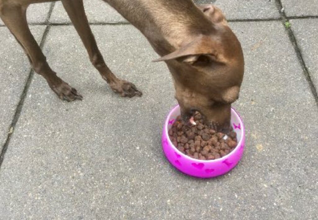 Aponi testet Pets Premium Primum Huhn mit Kartoffel