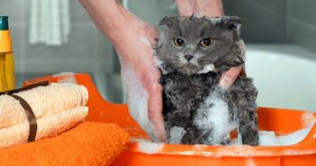 Katzen Pflege: Haltung, Nahrung und tiergerechter Umgang