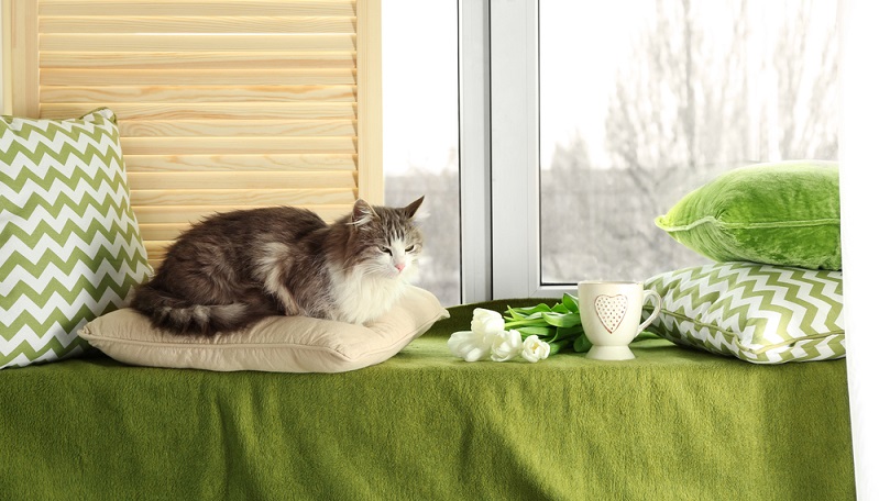 Ein wenig anders sieht es aus, wenn die Katze darauf angewiesen ist, das Fressen vom Mensch zu bekommen. Also auch bei der klassischen Hauskatze. Wichtig ist dann, dass bei der Zusammenstellung des Futters die Bedürfnisse und Anforderungen des tierischen Stoffwechsels berücksichtigt werden. (#03)