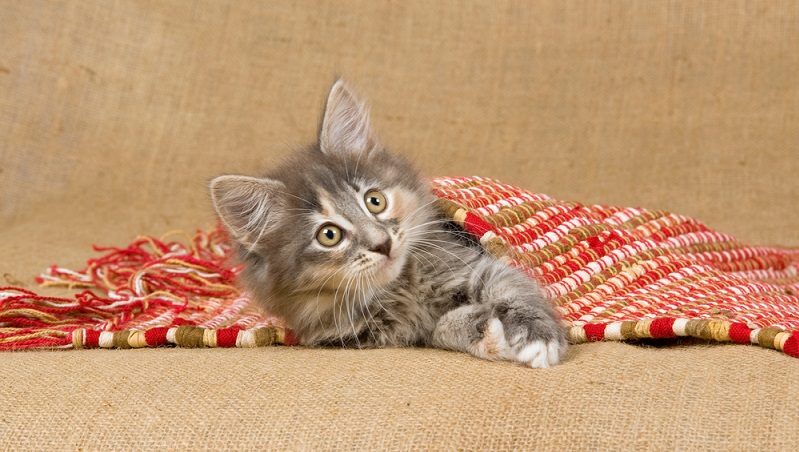 Alles in allem ist die norwegische Waldkatze ein sehr robustes Tier. Ab und an kann es bei den Tieren aber zu Gelenkproblemen kommen sowie der ganz besonderen Form einer Stoffwechselerkrankung, der sog. glykogenen Speicherkrankheit (GSD IV). (#04)