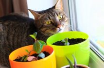 Haustiere & giftige Pflanzen: Das sollten Sie beachten!