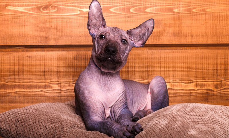 Eine Rasse, die bei vielen Menschen als hässlichster Hund der Welt gilt, ist der Xoloitzcuintle – auch bekannt unter den Bezeichnungen Mexikanischer Nackthund oder Mexican Hairless. (#02)