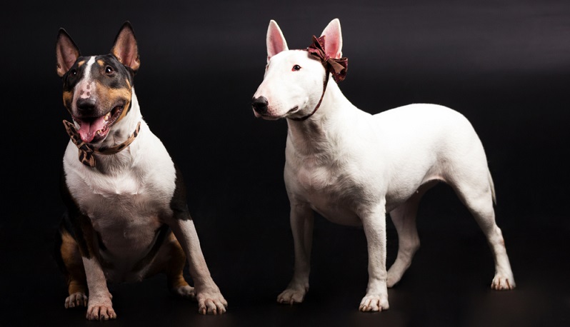 Viele Menschen sind auch davon überzeugt, dass der Bullterrier die hässlichste Hunderasse der Welt ist. (#06)