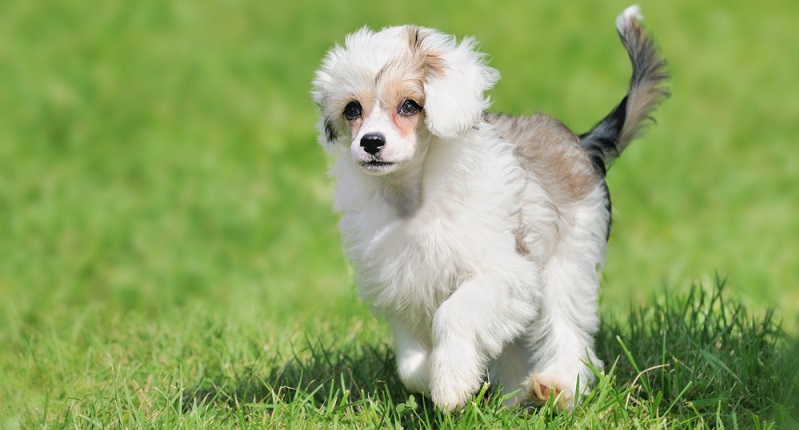 Eine weitere Rasse, die bereits viele Wettbewerbe für sich entscheiden konnte, ist der chinesische Schopfhund. (#03)