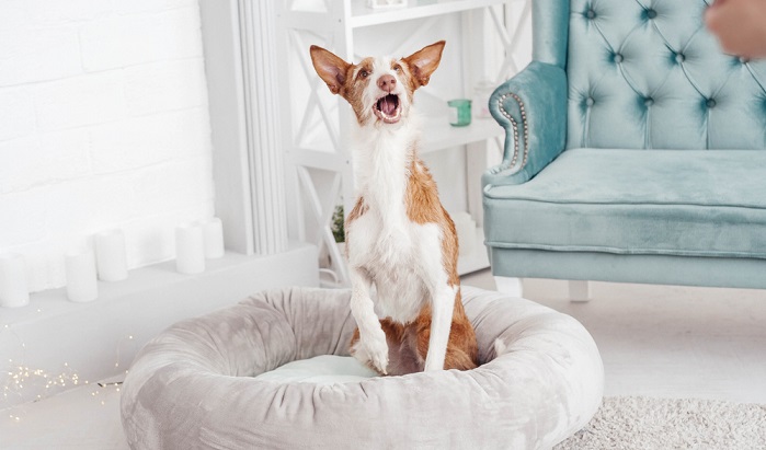 Bei einigen Hundehaltern gilt auch der Podenco Canario als hässlichster Vertreter seiner Art. (#05)