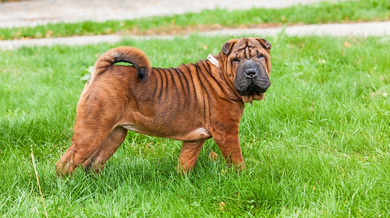 Die nächste Rasse, die als hässlichster Hund infrage kommt, trägt den Namen Shar Pei und stammt aus China. (#04)