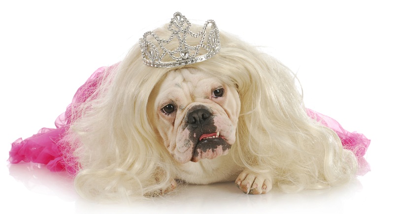 Jedes Jahr findet in Kalifornien ein Wettbewerb statt, der herausfinden soll, welches Tier der hässlichste Hund der Welt ist. (#01)