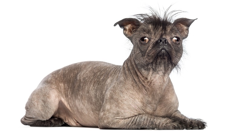 Menschen, die nicht gerade gut aussehen, leiden unter dieser Eigenschaft sehr. Das kann zu einer schweren Beeinträchtigung der sozialen Kontakte führen. Doch wie sieht das bei Hunden aus? (#07)