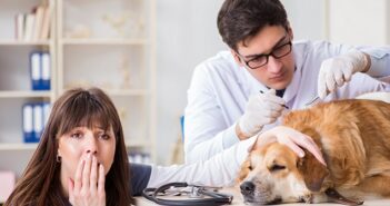 Borreliose beim Hund: Symptome, Therapie & Impfung