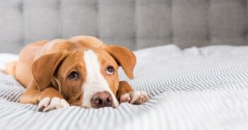 Hund apathisch und frisst nicht: die häufigsten Ursachen!