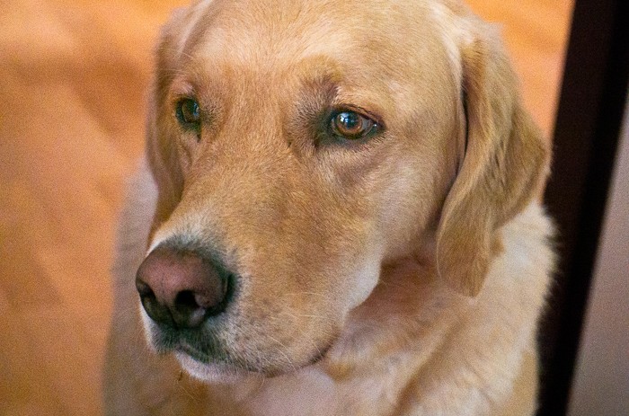 Spike, unser professioneller Redaktions-Gehilfe (Foto: Erik Pfeiffer)