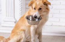 Futtermenge berechnen: Mit dem Barfrecher bedarfsgerecht fütternv (Foto: Shutterstock - Sergiy Bykhunenko _)