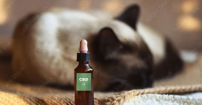 Bei chronischen Schmerzen oder immer wiederkehrenden Entzündungen ist es wichtig, dass die Katze kein sogenanntes Schmerzgedächtnis entwickelt. ( Lizenzdoku: Adobe- Cubodeluz )